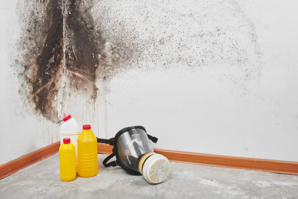 Best Attic Mold Removal  in Delta, OH