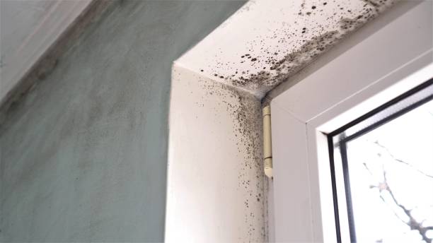 Best Office Mold Removal Services  in Delta, OH