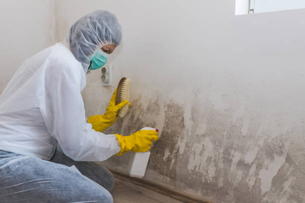 Best Professional Mold Removal  in Delta, OH