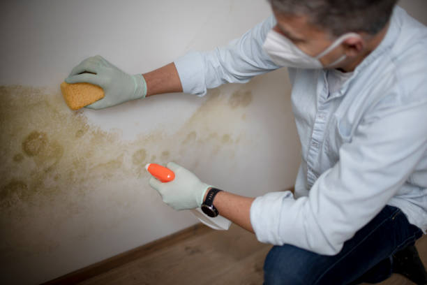 Best Residential Mold Removal  in Delta, OH
