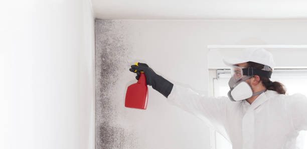 Home Mold Removal in Delta, OH