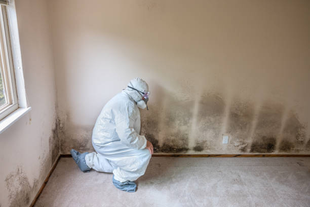 Best Mold Remediation Experts  in Delta, OH
