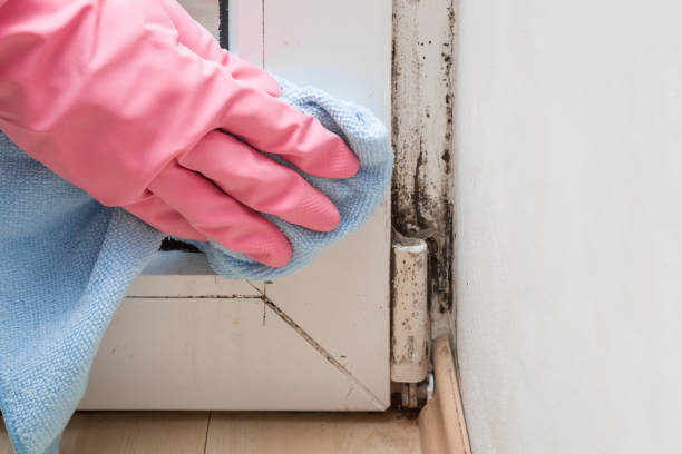 Best Affordable Mold Removal  in Delta, OH